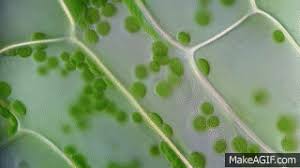 Similar to this page, but with its own glossary and questions. Cyclosis Cytoplasmic Streaming In Plant Cells Elodea Dic Microscope 1250x On Make A Gif