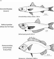The common name of these fish is related to their bizarre, tubular eyes. Systematic Description Of Deep Sea Fishes Chapter 4 Deep Sea Fishes