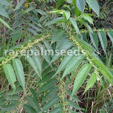 Image result for Trema sp A