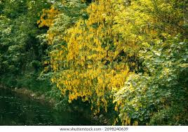 Image result for Calpurnia aurea