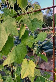 Image result for Melothria