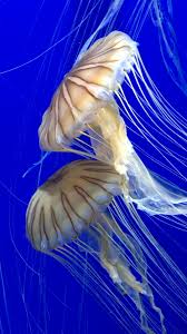 Jellyfish Video Cool Video Of Jellyfish Animalesgraciosos Animalesmarinos Animalestiernos In 2020 Beautiful Sea Creatures Underwater Animals Ocean Creatures