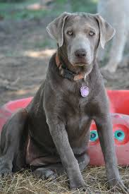 Silver Mist Labradors Scheduled Breedings Lab Puppies Labrador Retriever Labrador