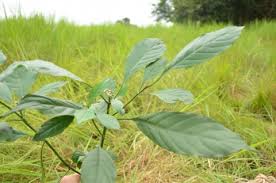 Image result for Chassalia parvifolia