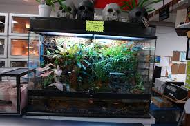 The Large Custom Vivarium Built In Our Oceanside Store Reptile Tank Vivarium Custom Tanks