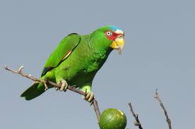 ¡el ave nacional de honduras en la nueva película de disney! Conoce Las 20 Especies De Aves Mas Comunes En El Campus De Zamorano Universidad Zamorano