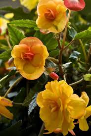 Orange Begonia Begonien Schone Blumen Liebe Blumen