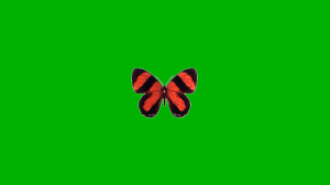 Free Greenscreen Video Flying Butterfly Greenscreen Free Green Screen Green Screen Footage