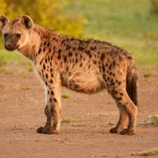 Image result for Heinsenia