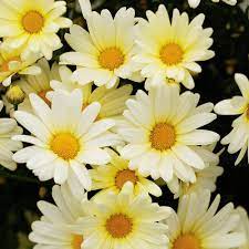Vanilla Butterfly Marguerite Daisy Argyranthemum Frutescens Spring Garden Flowers Flower Pot Design Flower Garden