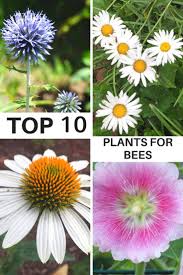 They are attracted to gardens with a range of different flowering plants. Top 10 Plants For Bees Gardening Know How S Blog
