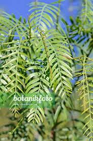 Image result for Schinus molle