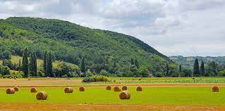 Oat Catch Crop Benefits Bottom Line And Environment Luisetti Seeds Nz