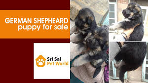 These intelligent canines are known for their jobs as police assistants, search and rescue pups, contraband sniffers, service dogs and more. German Shepherd In Chandigarh And Jalandhar Sri Sai Pet World