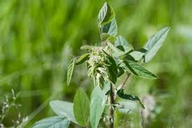 Image result for Chamaecrista absus