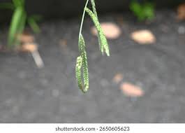 Image result for Leptochloa coerulescens