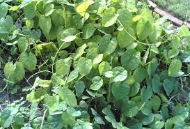 Image result for Tinospora orophila