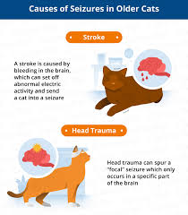 Cat separation anxiety can be a big problem for pet owners. What Causes Seizures In Older Cats Canna Pet