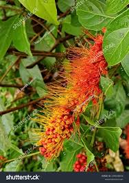 Image result for Combretum acutifolium