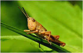 400+ vectors, stock photos & psd files. Jiminy Cricket Animal Insect Photos Jeffrey S Photoblog