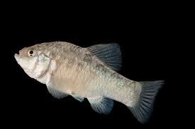 Image result for Sonchus bipontini