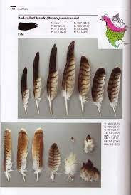 Review Bird Feathers A Guide To North American Species Feather Identification Hawk Feathers Owl Feather