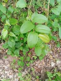 Image result for Smilacaceae