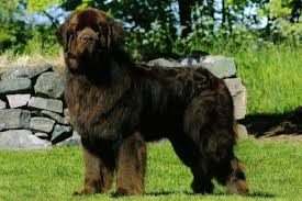 Newfoundland Puppies For Sale From Reputable Dog Breeders