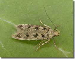 Image result for Bryotropha similis