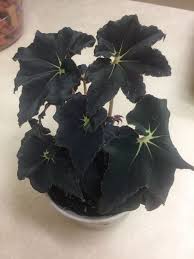 Pin On Houseplants And Tropicals Of Mine