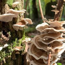 Adventure Friendly Land Trust Trails Rocket City Mom Huntsville Events Activities And Resources For Families