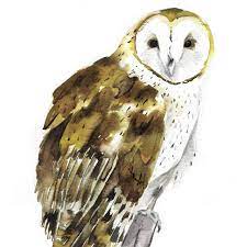 Barn Owl Watercolor Kit Owl Watercolor Owl Painting Kids Barn Owl