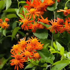 Image result for Pseudogynoxys