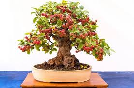 Maybe you would like to learn more about one of these? Do Bonsai Trees Produce Fruit Let Us Find Out Organize With Sandy