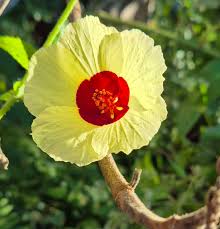 Image result for Hibiscus surattensis