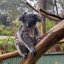 Made with 100% arabica coffee beans, kahlúa coffee liqueur is the main ingredient in many classic cocktails, like the espresso martini. Koalas Saved From Flash Floods A Week After Rescue From Bushfires Daily Mail Online