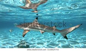 Sharks Lagoon Tahiti Polynesia Stock Photo 1138629755 | Shutterstock
