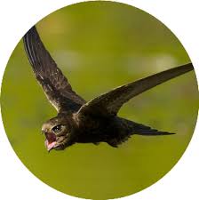 Результат пошуку зображень за запитом "стриж"