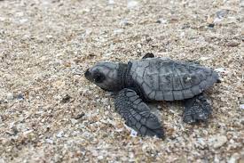 Maybe you would like to learn more about one of these? Conocimiento Indigena E Inteligencia Artificial Para Proteger A Las Crias De Tortugas Marinas De Los Depredadores Centro De Noticias