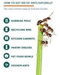 It happens each year, those tiny ants that pop up seasonally around kitchens, trashcans, pet food, even in dishwashers. Ant Killer How To Get Rid Of Ants