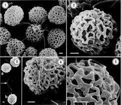 Image result for Ophrestia unicostata