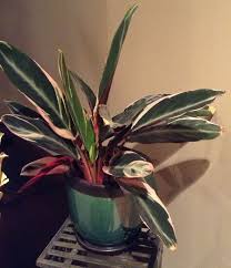 Another Lowes Clearance Rack Find From Last Year This Prayer Plant Is Getting Very Big Plants House Plants Prayer Plant