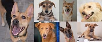 You decide what foster pet you want to care for and for how long. 36 Dogs And Puppies In Dubai That Need Foster Or Forever Homes What S On
