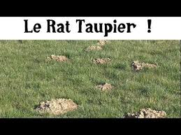 Le Campagnol Mangeur De Legumes Youtube