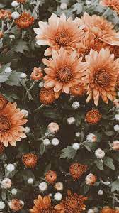 Flowers wallpapers hd sort wallpapers by: Flower Android Iphone Desktop Hd Backgrounds Wallpapers 1080p 4k 128169 Hdwal Flower Iphone Wallpaper Sunflower Wallpaper Iphone Wallpaper Vintage