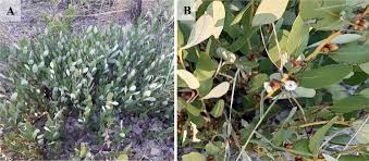 Image result for Diospyros chamaethamnus