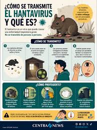 🦠⚠️ #AlertaSalud | Hantavirus: cómo ocurre el contagio y por qué no es de  persona a persona. El hantavirus es un virus que puede causar una enfermedad  respiratoria grave y su principal