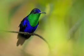 Image result for Landolphia cuneifolia