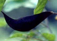 Image result for Baphia speciosa