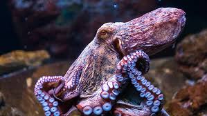 .artist]'s mark hoppus, artist id=1235716fall out boy/artist's pete wentz and an octopus have in common? Woman S Face Attacked By Octopus X96